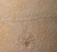 Palinurina tenera Oppel, 1862