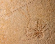 Palinurina tenera Oppel, 1862