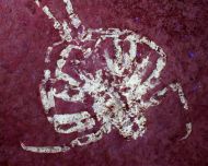 Palinurina tenera Oppel, 1862