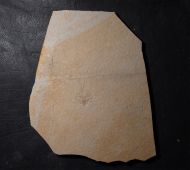 Palinurina tenera Oppel, 1862