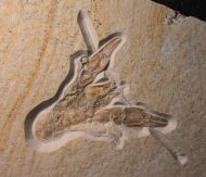 Eryma modestiforme SCHLOTHEIM  1822