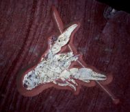 Eryma modestiforme SCHLOTHEIM  1822