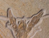 Eryma modestiforme SCHLOTHEIM  1822