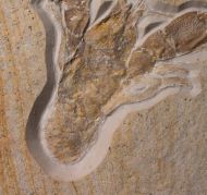 Eryma modestiforme SCHLOTHEIM  1822