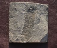 Alge : Margaretia dorus