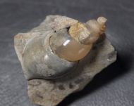 Hippochrenes volgensis Moroz & Jermokhina, 1991