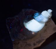 Hippochrenes volgensis Moroz & Jermokhina, 1991