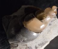 Hippochrenes volgensis Moroz & Jermokhina, 1991