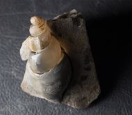 Hippochrenes volgensis Moroz & Jermokhina, 1991