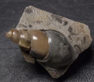 Hippochrenes volgensis Moroz & Jermokhina, 1991