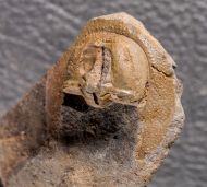 Eoharpes benignensis (Barrande, 1872)