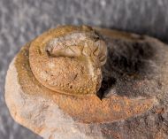 Eoharpes benignensis (Barrande, 1872)