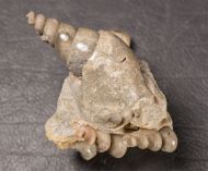 Hippochrenes volgensis Moroz & Jermokhina, 1991 & Turritella sp.