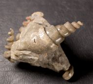 Hippochrenes volgensis Moroz & Jermokhina, 1991 & Turritella sp.