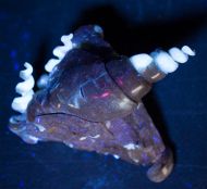 Hippochrenes volgensis Moroz & Jermokhina, 1991 & Turritella sp.