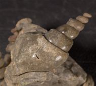 Hippochrenes volgensis Moroz & Jermokhina, 1991 & Turritella sp.