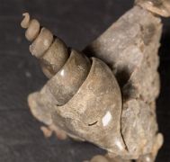 Hippochrenes volgensis Moroz & Jermokhina, 1991 & Turritella sp.