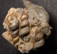 Hippochrenes volgensis Moroz & Jermokhina, 1991 & Turritella sp.