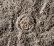 Tirasiana coniformis Palij, 1976