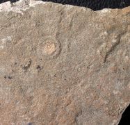 Tirasiana coniformis Palij, 1976