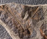 Protopteridium hostinense Krejč�, 1880