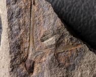 Protopteridium hostinense Krejč�, 1880