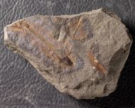 Protopteridium hostinense Krejč�, 1880