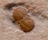 Hypagnostus parvifrons (LINNARSSON,1869)