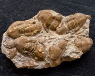 Homotelus bromidensis (ESKER, 1964)