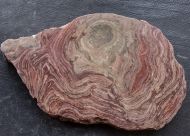 Conophyton amantourartensis Raaben, 1980