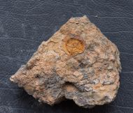 Spinadiscus lefebvrei Sumrall & Zamora, 2022