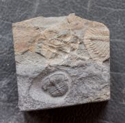 Telaeomarrolithus radiatus (MURCHISON, 1839)