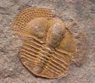 Deanaspis goldfussi (BARRANDE, 1846)