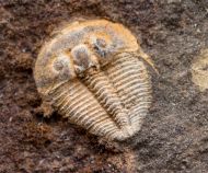 Aulacopleura konincki (BARRANDE, 1846)