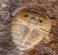 Aulacopleura konincki (BARRANDE, 1846)