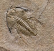 Nephrolenellus geniculatus Palmer, 1998