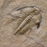 Nephrolenellus geniculatus Palmer, 1998