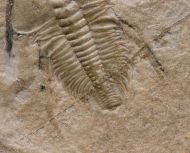 Nephrolenellus geniculatus Palmer, 1998