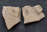 Nephrolenellus geniculatus Palmer, 1998