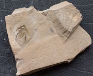 Nephrolenellus geniculatus Palmer, 1998