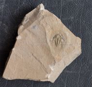 Nephrolenellus geniculatus Palmer, 1998