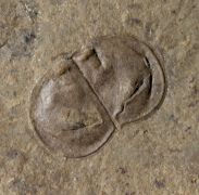 Kunmingella douvillei (Mansuy, 1912)