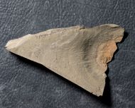 Kunmingella douvillei (Mansuy, 1912)