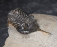 Morocconites malladoides STRUVE in BOUCOT et al., 1989