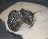 Morocconites malladoides STRUVE in BOUCOT et al., 1989