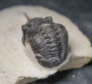 Morocconites malladoides STRUVE in BOUCOT et al., 1989