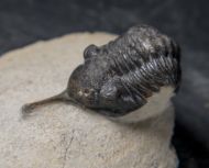 Morocconites malladoides STRUVE in BOUCOT et al., 1989