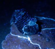 Morocconites malladoides STRUVE in BOUCOT et al., 1989