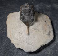 Morocconites malladoides STRUVE in BOUCOT et al., 1989