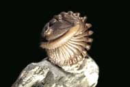 Flexicalymene retrosa